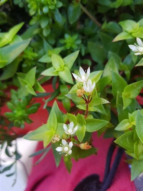 Small White Flowers And Green Leaves In A Pot