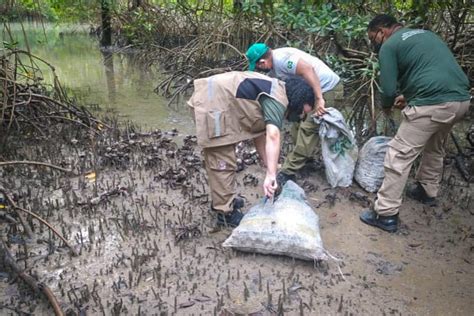 Semas Semas Devolve Natureza Mil Caranguejos Apreendidos No Defeso