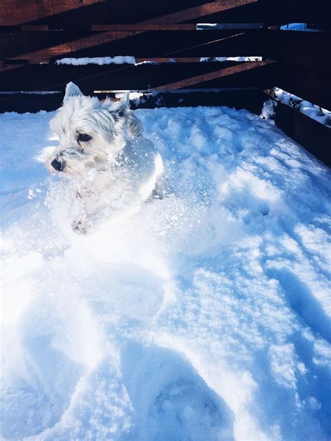 Westie Snow Animals Dogs Animals Cute Animals Dogs