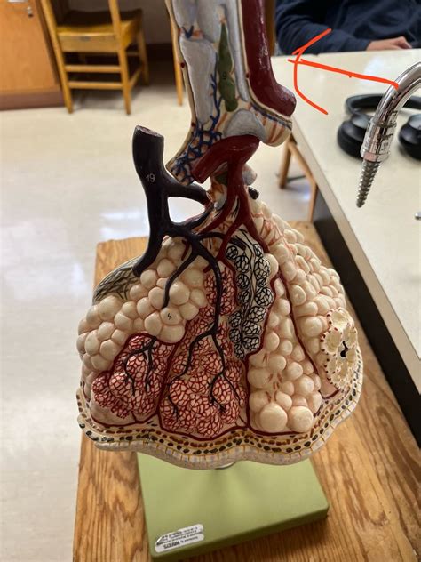 Alveolus Diagram Quizlet