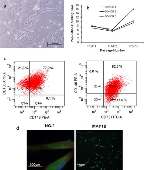 Morphology Doubling Time And Characterization Of Human Umbilical Cord