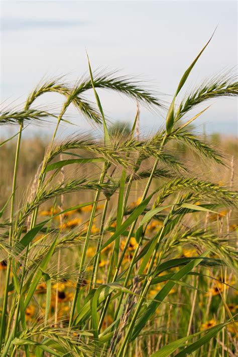 Virginia Wild Rye Elymus Virginicus Prairie Nursery