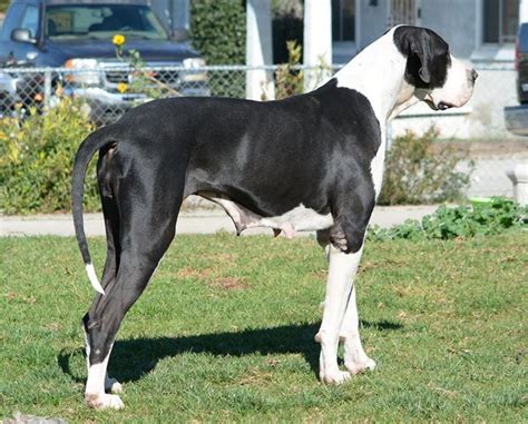 American Great Danes Breeders Great Dane Supply