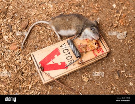 A Dead Mouse In A Victor Mouse Trap House Mouse Mus Musculus