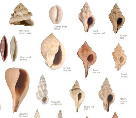 17 Best Images About Seashells Variety The Ojays Shells And Say That