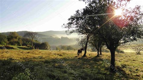 Galician Landscape