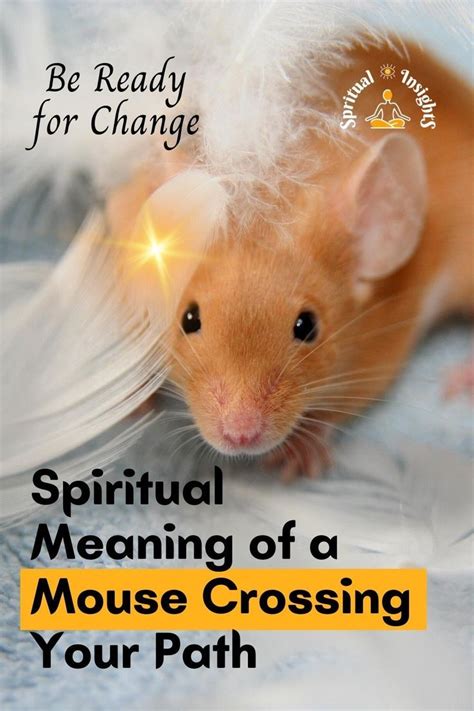 Spiritual Meaning Of A Mouse Crossing Your Path Be Ready For Change