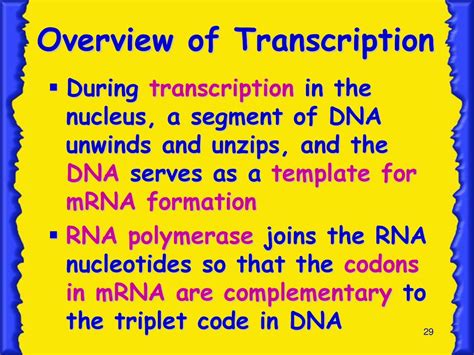 Protein Synthesis Ppt Download