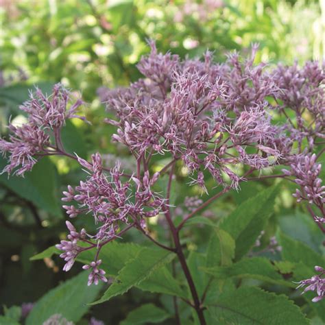 Eupatorium Maculatum Gateway Van Berkum Nursery