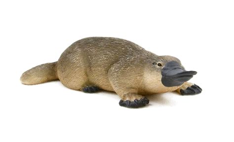 Duck Billed Platypus For Sale In Uk 54 Used Duck Billed Platypus