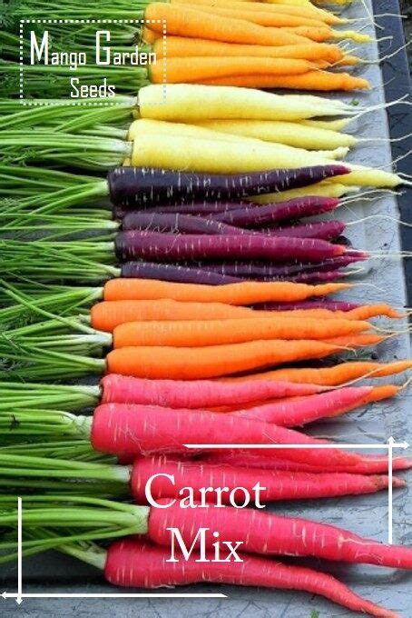 Carrot Mix Seeds 100 Seed Pot Friendly Tanam Pasu Dark Purple