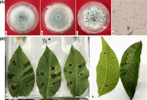 Identification Of The Anthracnose Fungus Of Walnut Juglans Spp And