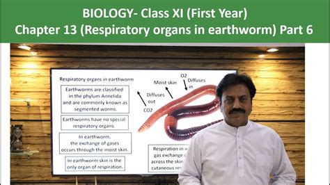 Respiratory Organs In Earthworm First Year Chapter 13 Part 6