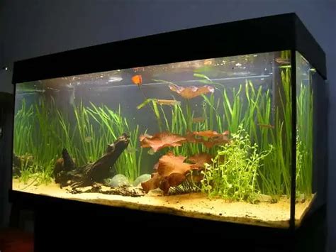 Aquarium Lighting: Everything You Need To Know | Fishkeeping Advice