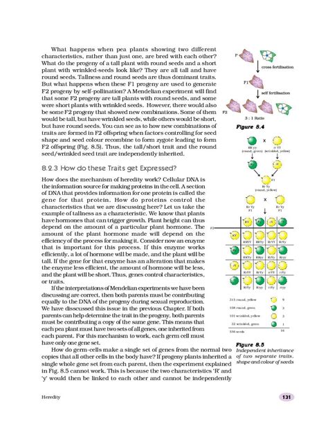 NCERT Book Class 10 Science Chapter 8 Heredity And Evolution PDF New