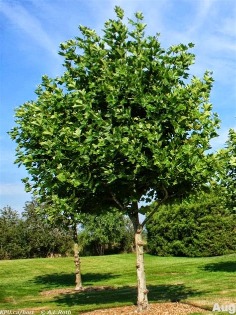 Por Qu Mi Jard N El Pl Tano De Paseo Y Su Hoja Platanus Hisp Nica