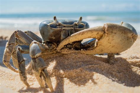 Crab On Beach · Free Stock Photo