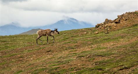 Indigenous knowledge and science team up to triple a caribou herd