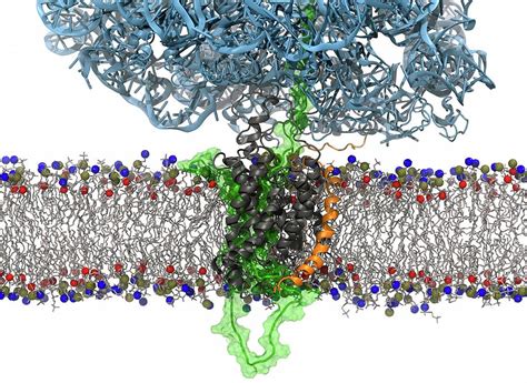 Membrane Protein Synthesis Modelling Photograph by Argonne National ...