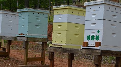 Beehive Placement Where To Put A Beehive Carolina Honeybees Bee