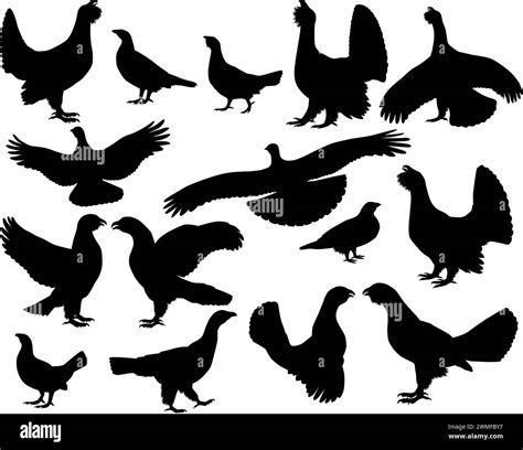 Collection Of Silhouettes Of Capercaillie Birds Also Called Western