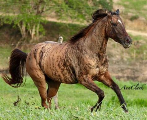 By Anaclark Horses Are Amazing Brindle Horse Rare Horse Colors Horses