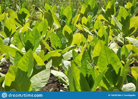 Folhas E Caules De Cigarro Foto De Stock Imagem De Verde 166387884