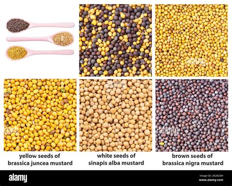 Various Mustard Seeds With Names Close Up Stock Photo Alamy