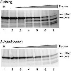 The Transcriptional Coactivators P300 And CBP Are Histone