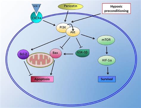 Signaling Mechanisms In Stem Cell Survival Sdf Binding To Its