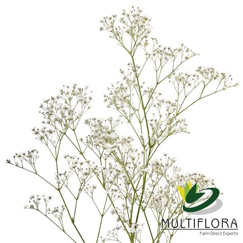 Mirabella | Multiflora