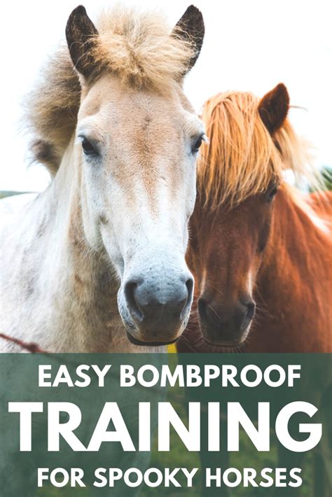 Easy Bombproof Training For Spooky Horses 🐴 | Horses, Horse photos ...