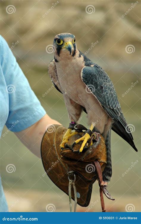 Falconer Stock Image Image Of Eagle Raptor Killer Clever 593031