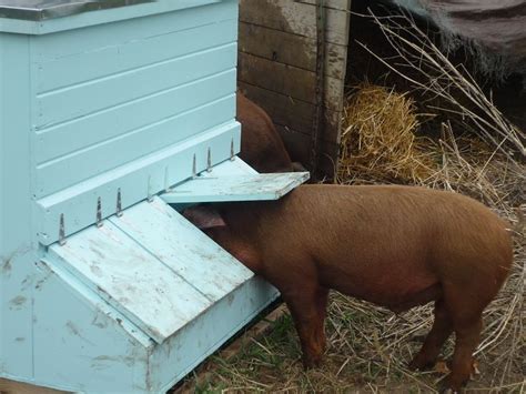 Pig Feeder Sheep Pig Pig Farming