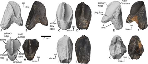 Top 98 Imagen Fossil Mammal Teeth Identification Abzlocalmx