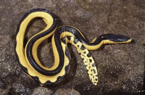 Cobras marinhas um estranho animal ausente do Atlântico Mar Sem Fim