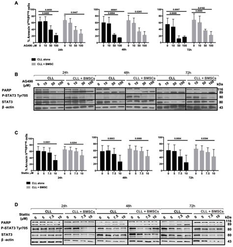 Cancers Free Full Text In Chronic Lymphocytic Leukemia The Jak2 Stat3 Pathway Is