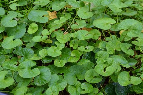 Centella | Aquarium and Pond Plants of the World E3