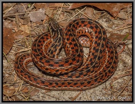 Eastern Garter Snake Florida Backyard Snakes