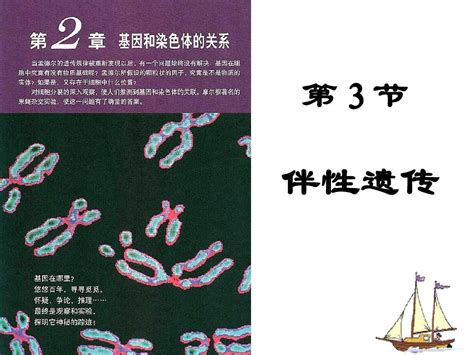 生物：23《伴性遗传》课件新人教版必修2word文档在线阅读与下载无忧文档