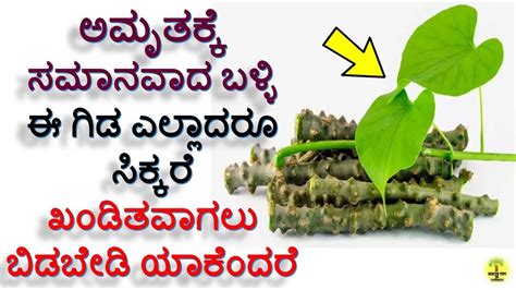 Health Benefits And Uses Of Amrutha Balli Leaves In Kannada Tinospora