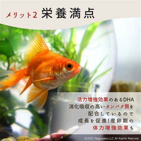 【楽天市場】ポイント10倍送料無料 金魚の餌 特選 金魚 餌 中粒 若魚用 100g 沈降性 江戸錦 らんちゅう 熱帯魚 プレコ コリドラス