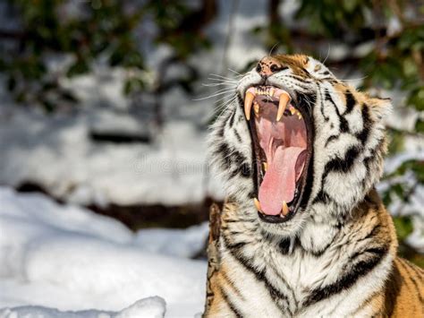 69+ Siberian tiger teeth Free Stock Photos - StockFreeImages