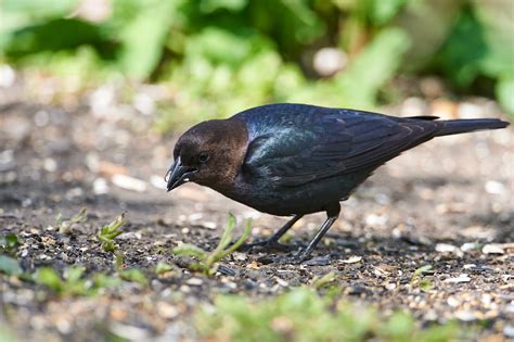 Birds Of New York Orioles Blackbirds Jays And Crows