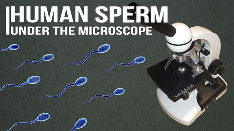 Human Sperm Under The Microscope Youtube