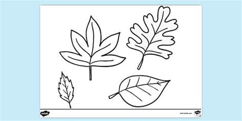 Different Types Of Leaves Colouring Page Colouring Pages