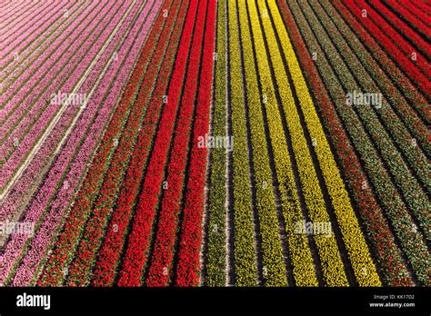 Tulip Fields Holland Aerial Hi Res Stock Photography And Images Alamy