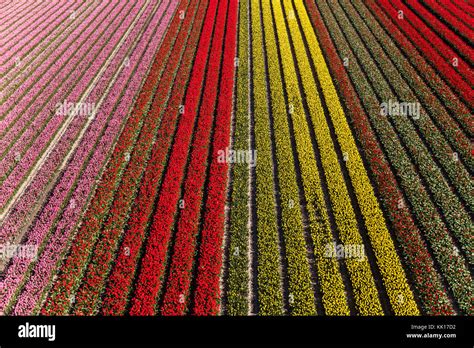 Tulip fields holland aerial hi-res stock photography and images - Alamy