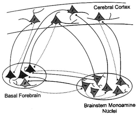 Figure From Functional Recovery Of Cholinergic Basal Forebrain