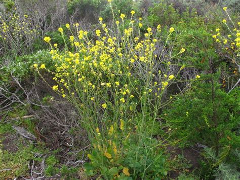 Especie De Mostaza Mostaza Negra Brassica Nigra Mostaza De Campo